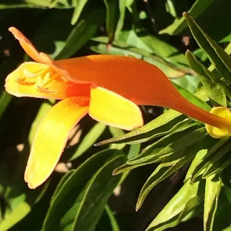 Apartment El Mirador Vilaflor